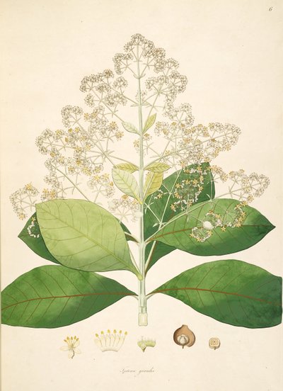 Illustration von Tectona grandis, Lamiaceae von anonymus